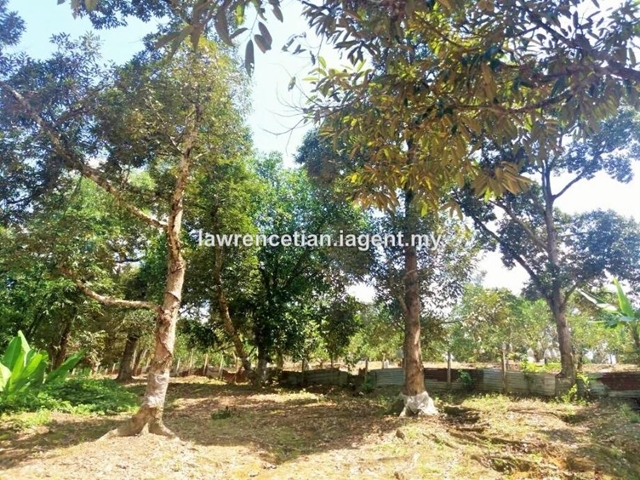 Mantin Durian Orchard Land, Mantin