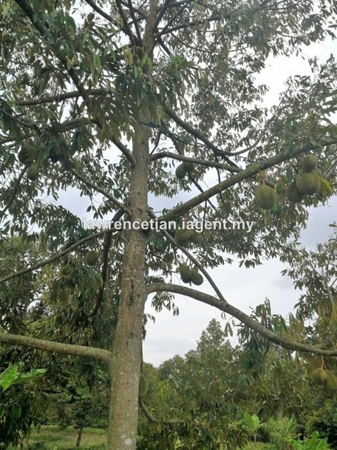 Durian Orchard Land, Johor, Gerisek