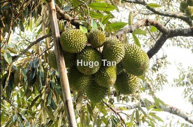 5.5 Acres Durian Orchard Land for Sale, Sungai Klau, Raub