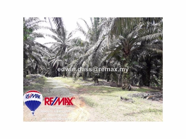 49 acres Kota Tinggi Agriculture, Kota Tinggi