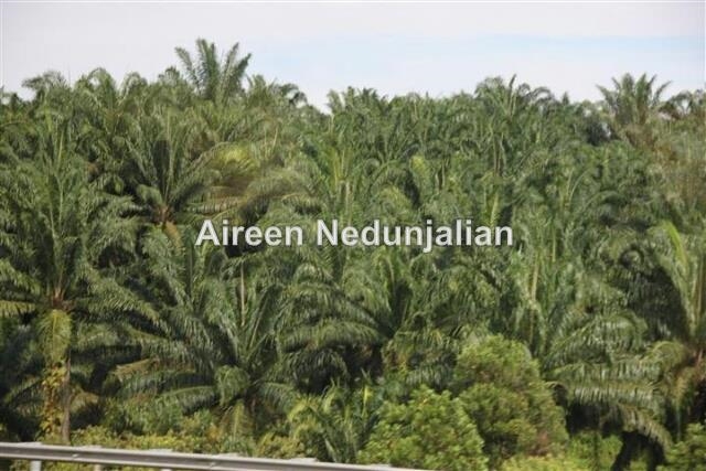 1775 acres Oil Palm Plantation, Segamat Johor, Segamat