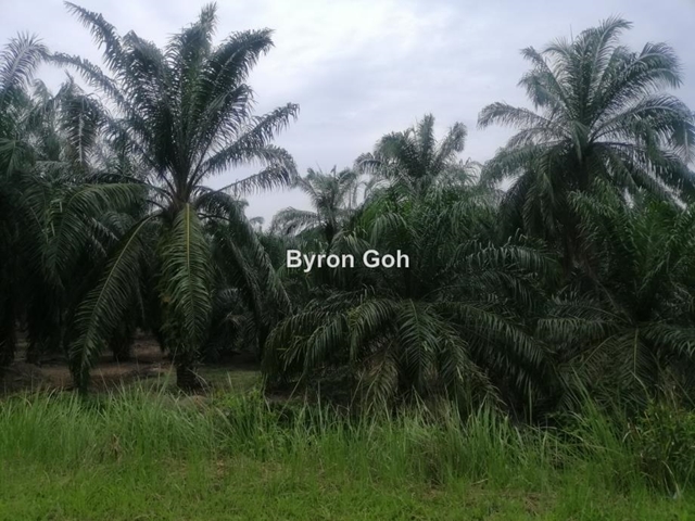 Batang Berjuntai, Ijok