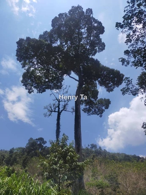 KAMPUNG SANG LEE, Raub