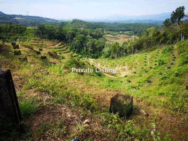 Raub , Bentong , Durian, Raub