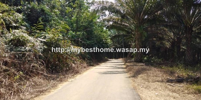 Durian Orchard 867, Mukim Tras, Raub
