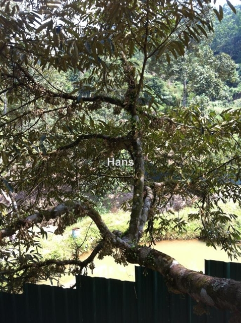 Bentong