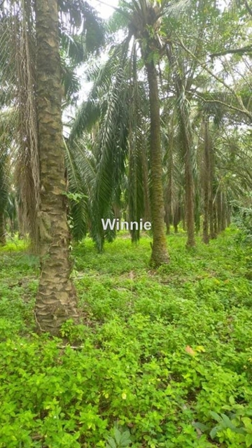 LOT 5448, Jempol
