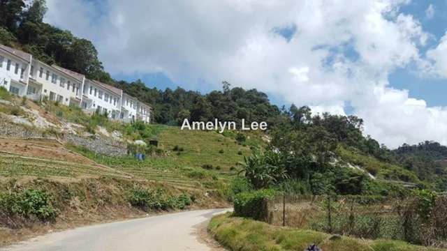 PAHANG RINGLET CAMERON HIGHLAND, Ringlet