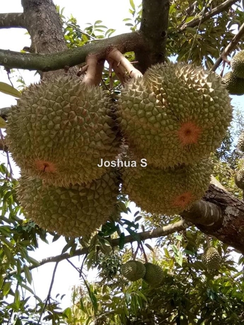 Durian Orchard, Raub