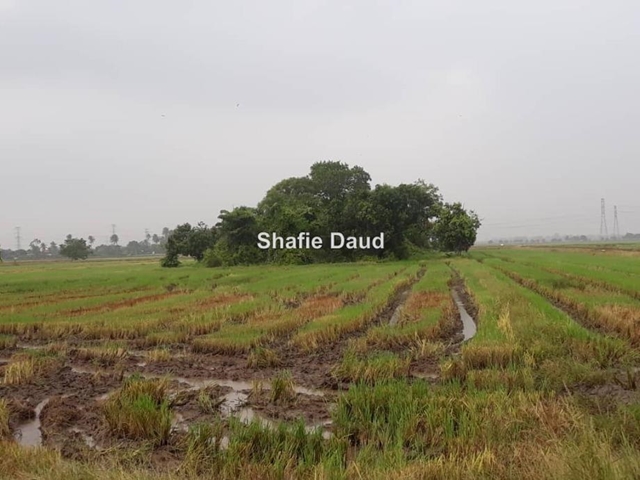 Lot 819 Agricultural Land For Sale In Seberang Perai Penang Iproperty Com My