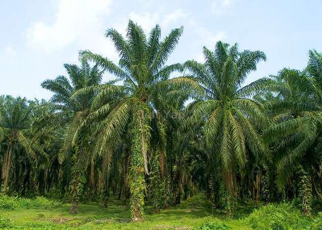 Kota Tinggi Oil Palm Land, Kota Tinggi