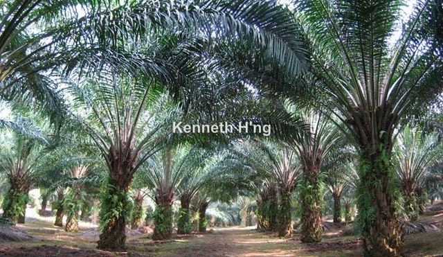Pontian Kechil, Pontian